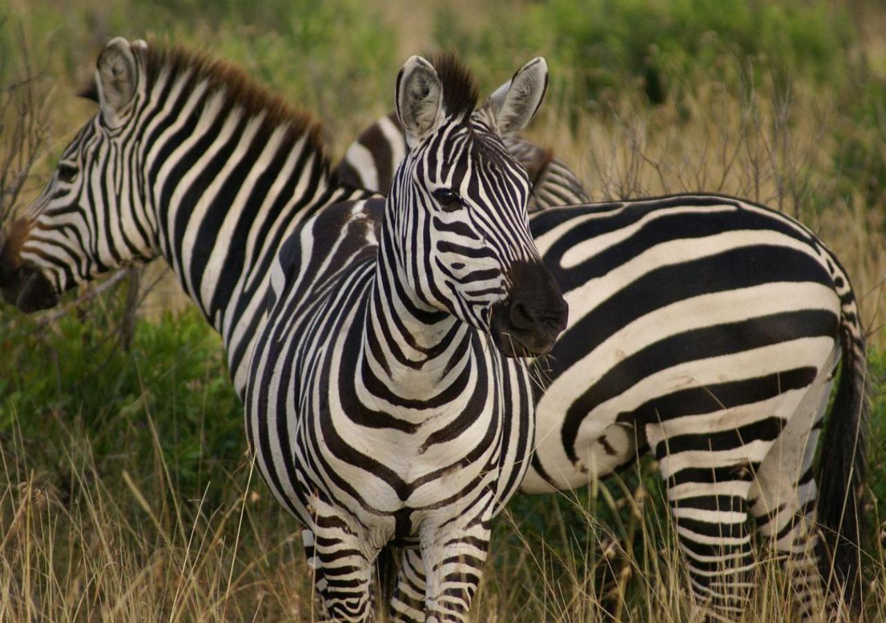 Nyikani House Nanyuki Bagian luar foto